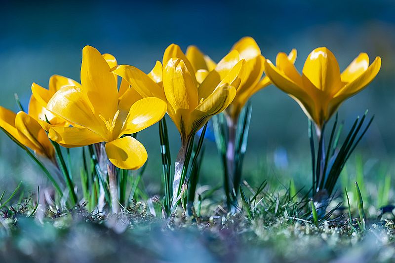 Crocus Image by Ilona Frey (via Unsplash)